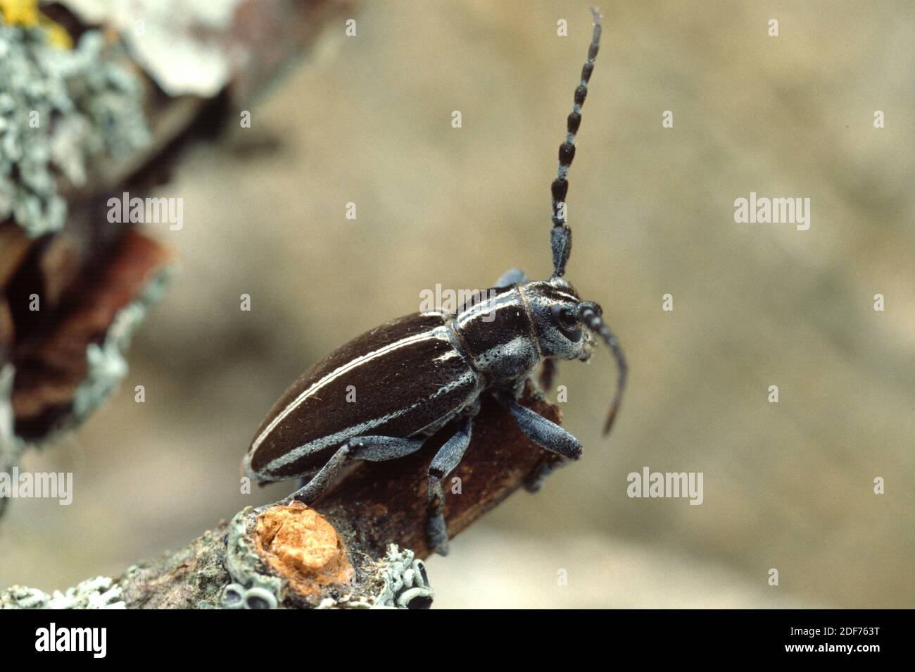 Le longicorne (Iberodorcadion molitor) est un coléoptère originaire de la péninsule ibérique et du sud-ouest de la France. Banque D'Images