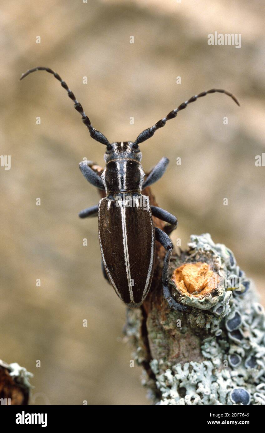 Le longicorne (Iberodorcadion molitor) est un coléoptère originaire de la péninsule ibérique et du sud-ouest de la France. Banque D'Images