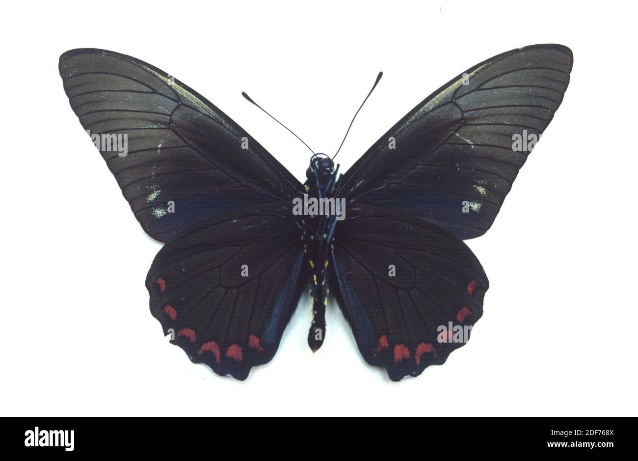 Le naslowtail de Cramer (Battus lycidas) est un papillon originaire de Bolivie, du Brésil et du Mexique. Surface ventrale. Banque D'Images