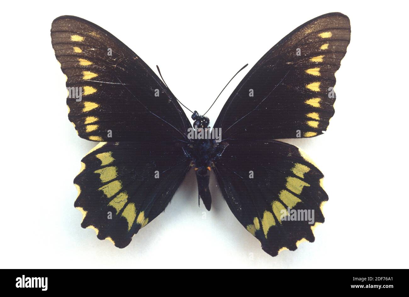 La queue jaune à jante d'or (Battus polydama) est un papillon originaire des Amériques. Surface dorsale. Banque D'Images