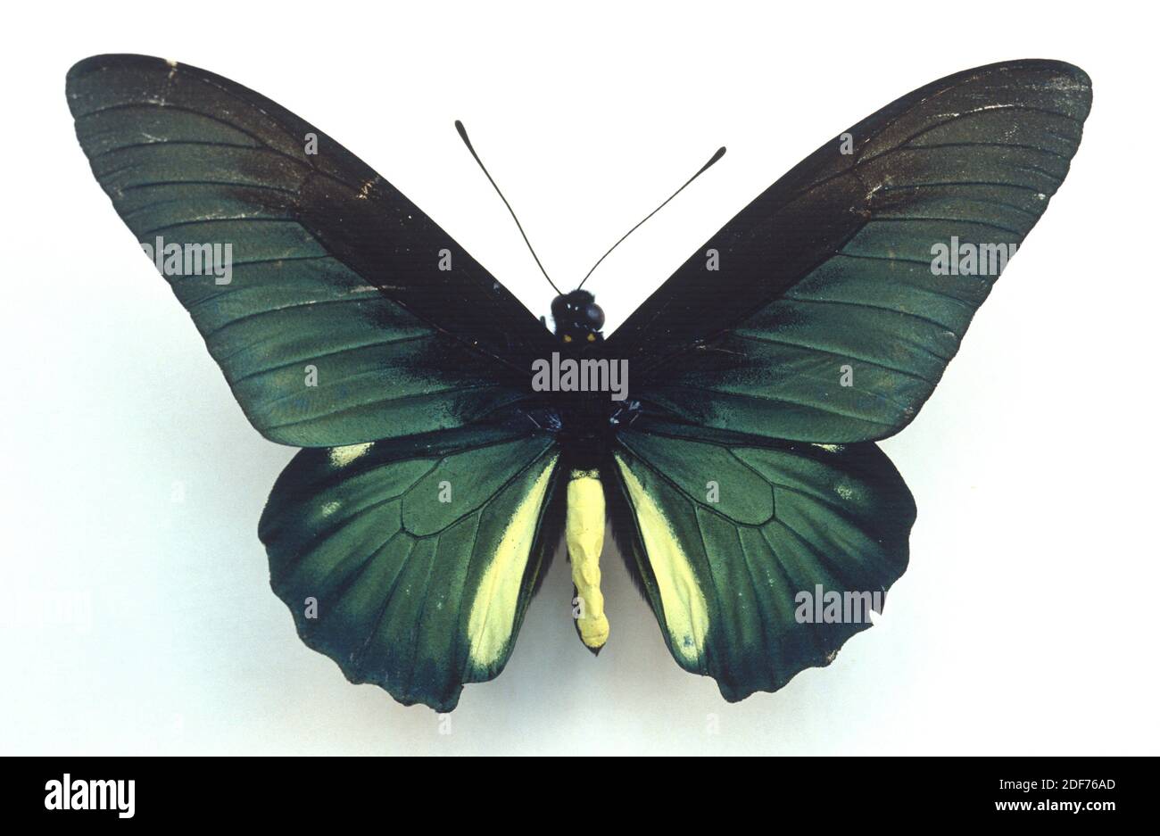 Papillon Banque d'images détourées - Alamy