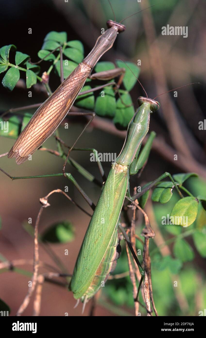 Praying mantis shape Banque de photographies et d'images à haute résolution  - Alamy