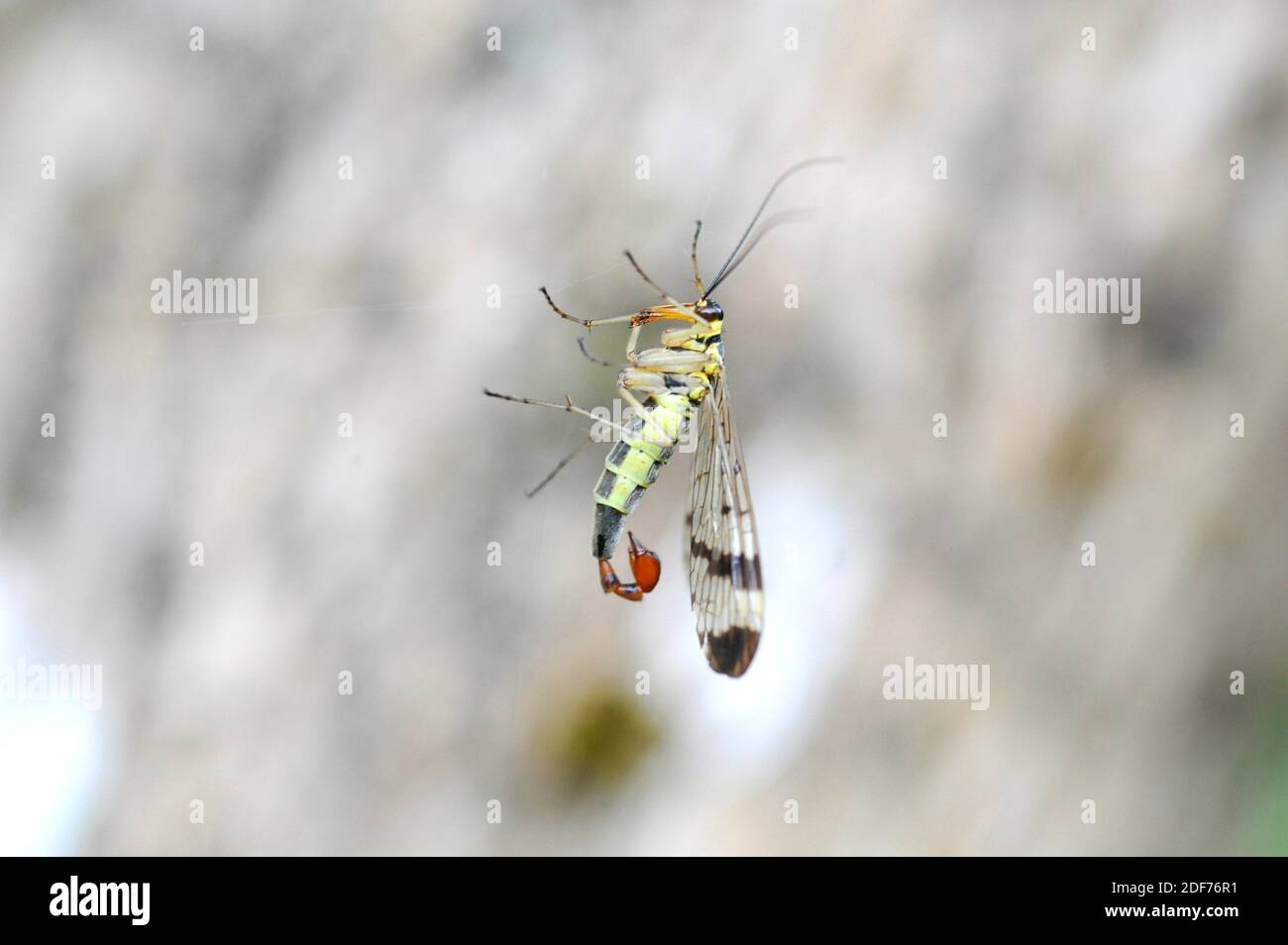 Scorpion-Fly (Panorpa meridionalis) mâle. Cette photo a été prise près de Begur, dans la province de Gérone, en Catalogne, en Espagne. Banque D'Images