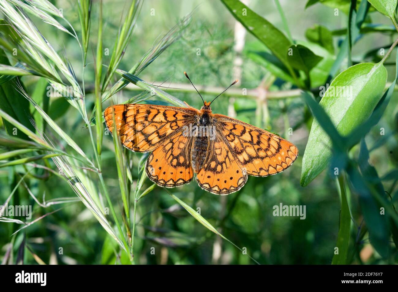Le fritillaire espagnol (Euphydryas desfontanii) est un papillon