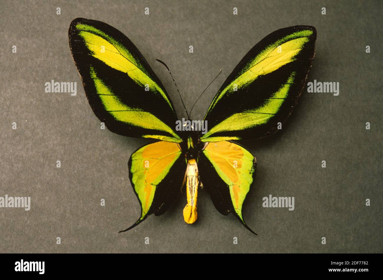 Le papillon paradisiaque (Ornithoptera paradisea arfakensis) est un papillon originaire de Nouvelle-Guinée. Mâle, côté dorsal. Banque D'Images