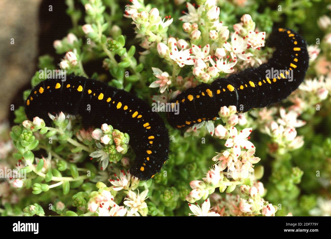 La montagne Apollo (Parnassius apollo) est un papillon originaire des montagnes d'Europe. Chenille sur une plante d'alimentation (Sedum sp. ). Banque D'Images