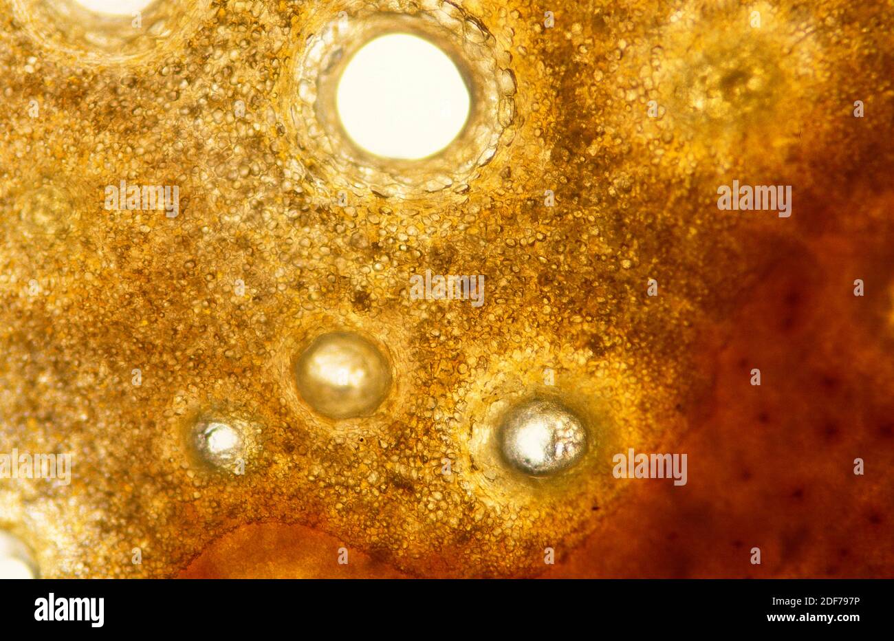 Glandes séctrices de zeste d'orange. Photomicrographe. Banque D'Images