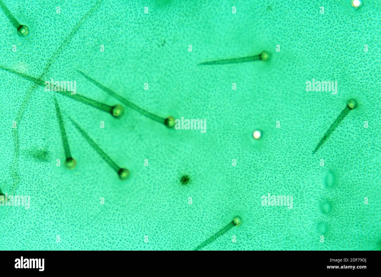 Insecte cuticule avec des poils. Photomicrographe. Banque D'Images