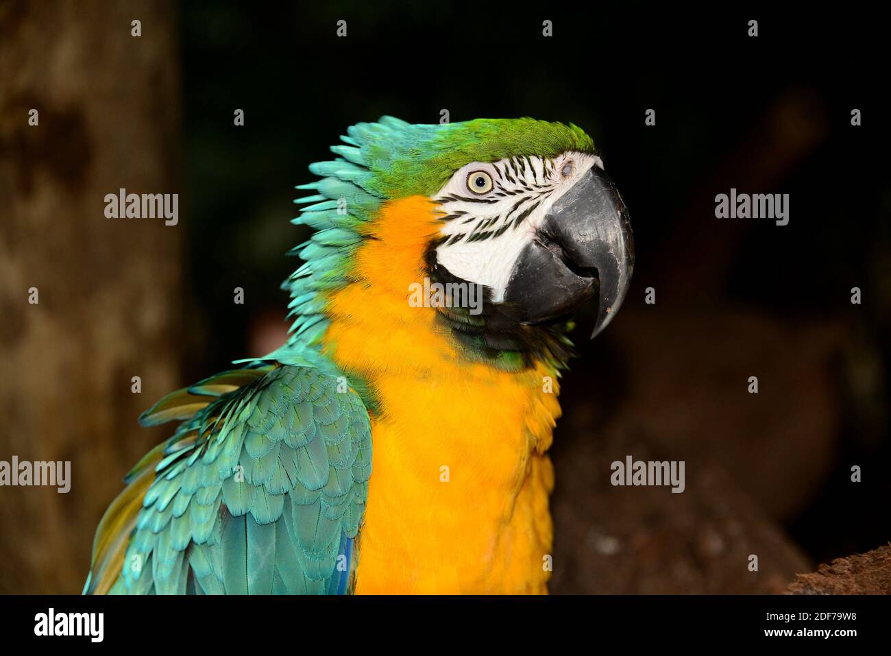 La macaw bleu et jaune (Ara ararauna) est un perroquet originaire de l'Amérique du Sud tropicale. Cette photo a été prise au Brésil. Banque D'Images