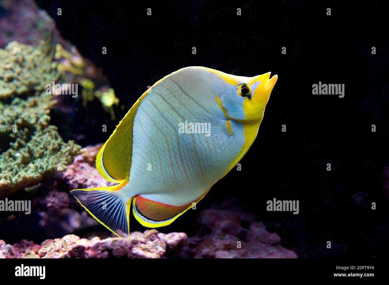 Le babeurre jaune (Chaetodon xanthocephalus) est un poisson marin originaire de l'océan Indien tropical. Banque D'Images
