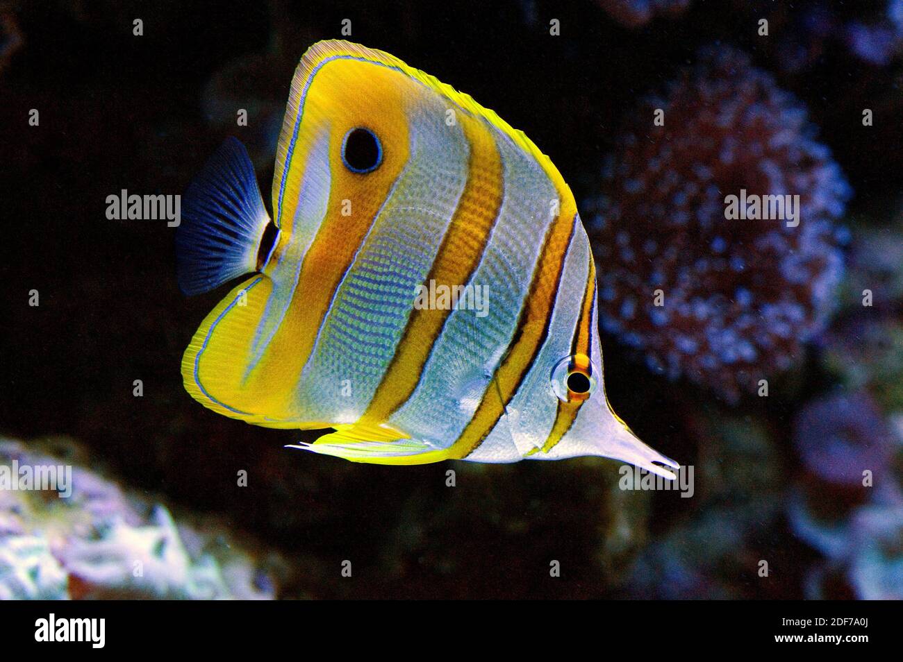 Le butterflyfish Copperband (Chelmon rostratus) est un poisson marin originaire de l'océan Indo-Pacifique tropical. Banque D'Images