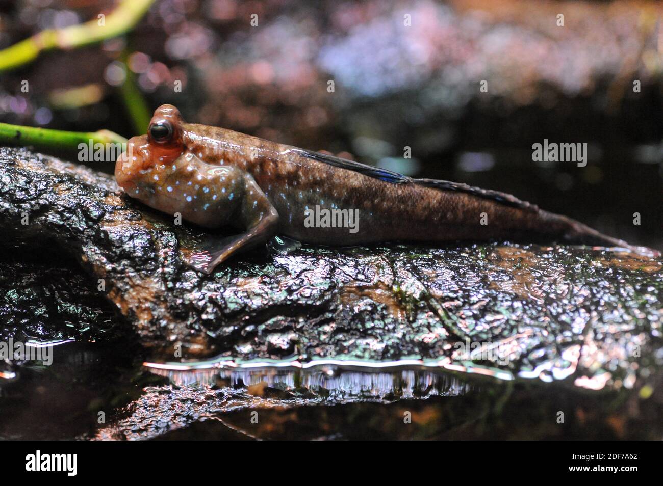 Mangrove poisson Banque de photographies et d'images à haute résolution -  Alamy