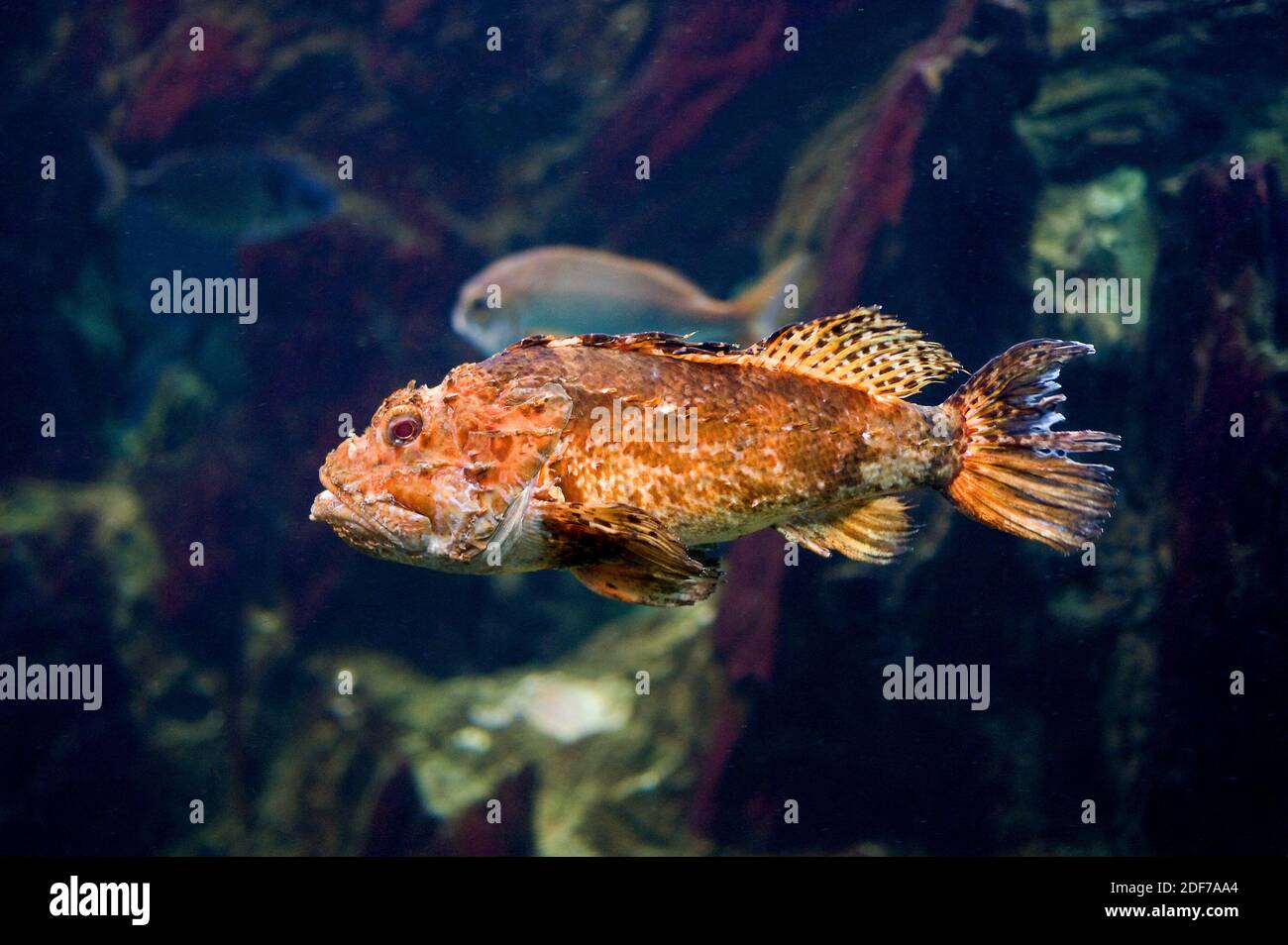 Le scorpionfish rouge (Scorpaena scrofa) est un poisson marin toxique originaire de la mer Méditerranée et de l'océan Atlantique de l'Espagne au Sénégal. Banque D'Images