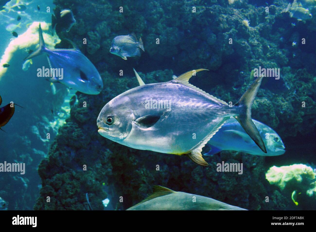 Le permis (Trachinotus falcatus) est un poisson marin originaire de l'ouest de l'océan Atlantique. Banque D'Images