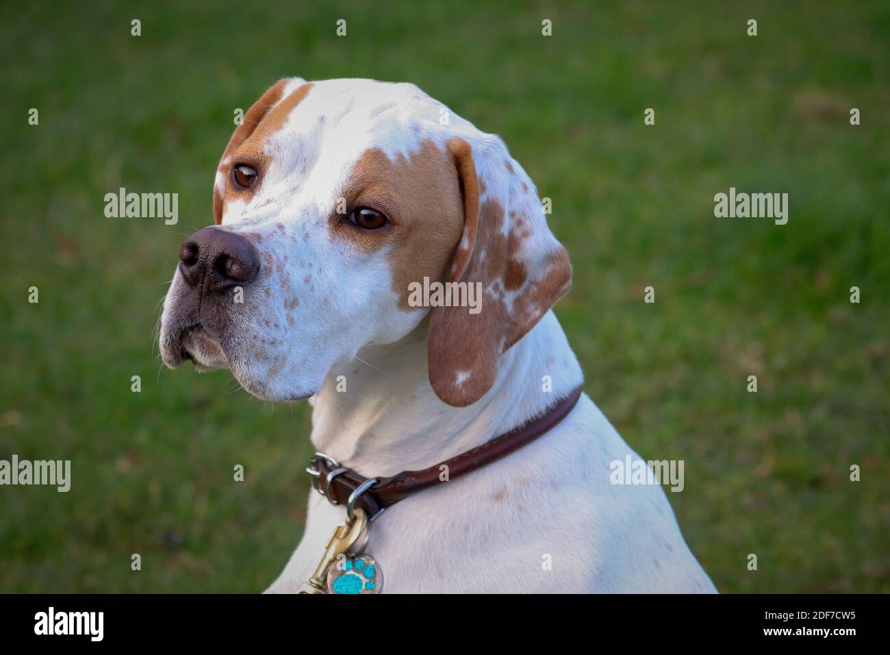 Chien blanc et brun posant pour un portrait Banque D'Images