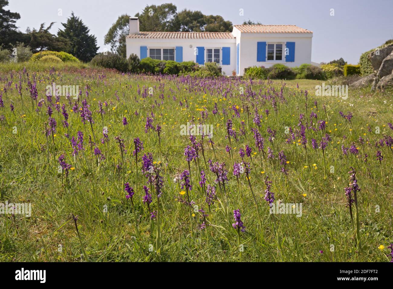 France, Vendée, île d'Yeu, côté sauvage, Orchiis Banque D'Images