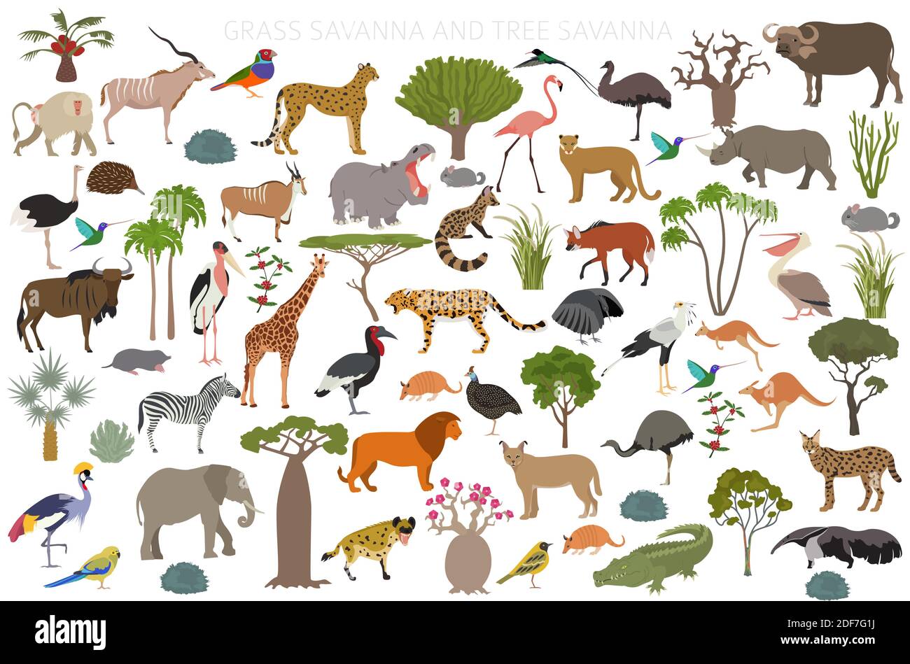 Biome savane d'arbres et savane d'herbes, infographie sur la région naturelle. Savane des bois et des prairies, prarie, pampa. Animaux, oiseaux et végétations ecozy Illustration de Vecteur
