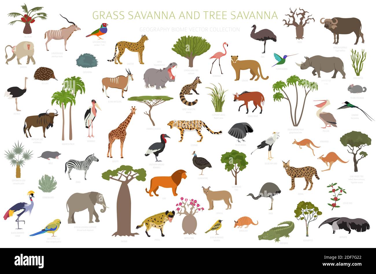 Biome savane d'arbres et savane d'herbes, infographie sur la région naturelle. Savane des bois et des prairies, prarie, pampa. Animaux, oiseaux et végétations ecozy Illustration de Vecteur