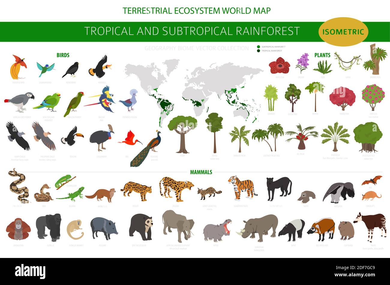 Biome tropical et subtropical de la forêt tropicale, infographie sur la région naturelle. Forêts tropicales amazoniennes, africaines, asiatiques et australiennes. Animaux, oiseaux et végétatio Illustration de Vecteur