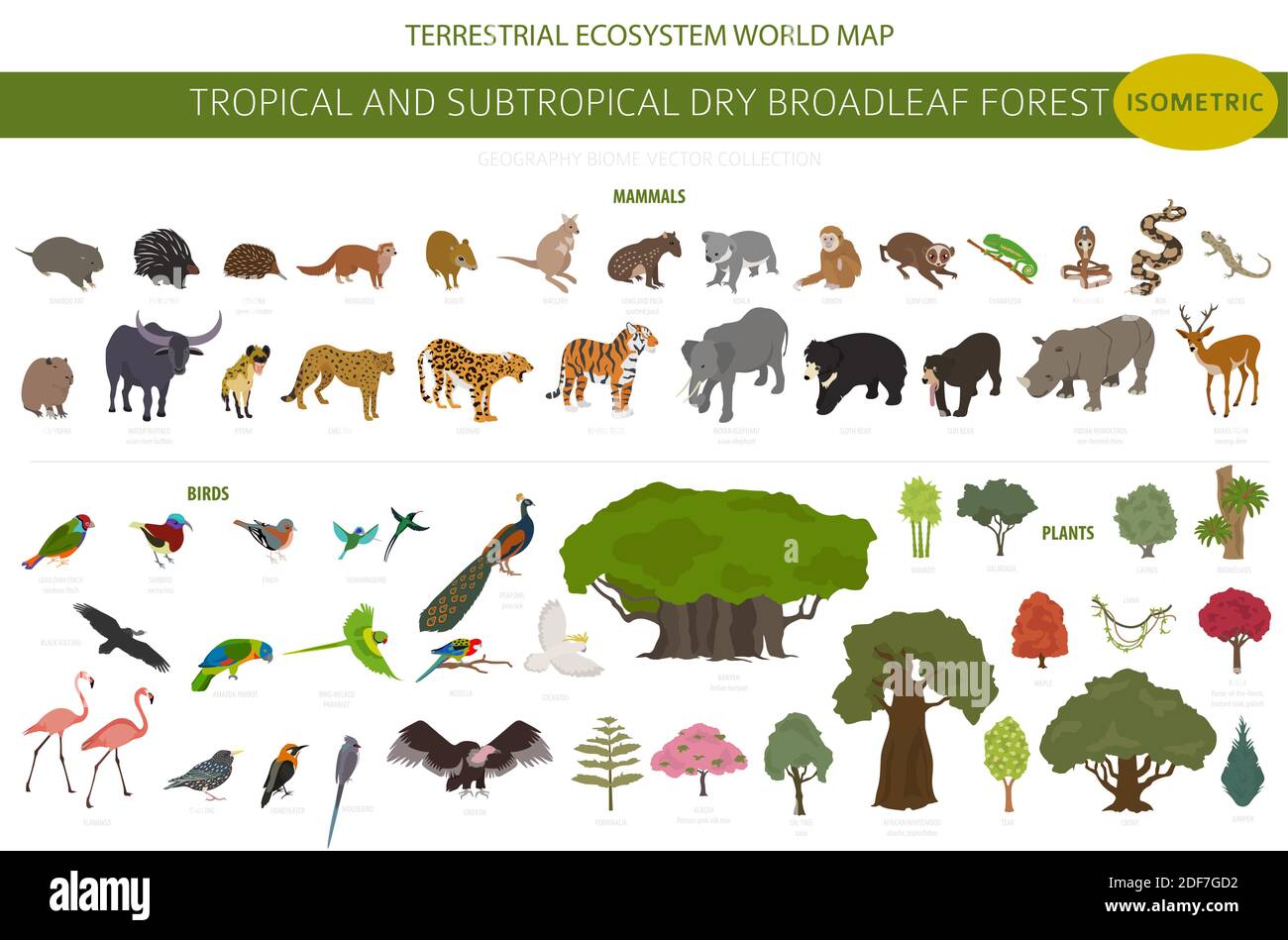 Biome forestier tropical et subtropical à feuilles larges, infographie sur la région naturelle. Forêts saisonnières. Écosystème des animaux, des oiseaux et des végétations isométrique Illustration de Vecteur