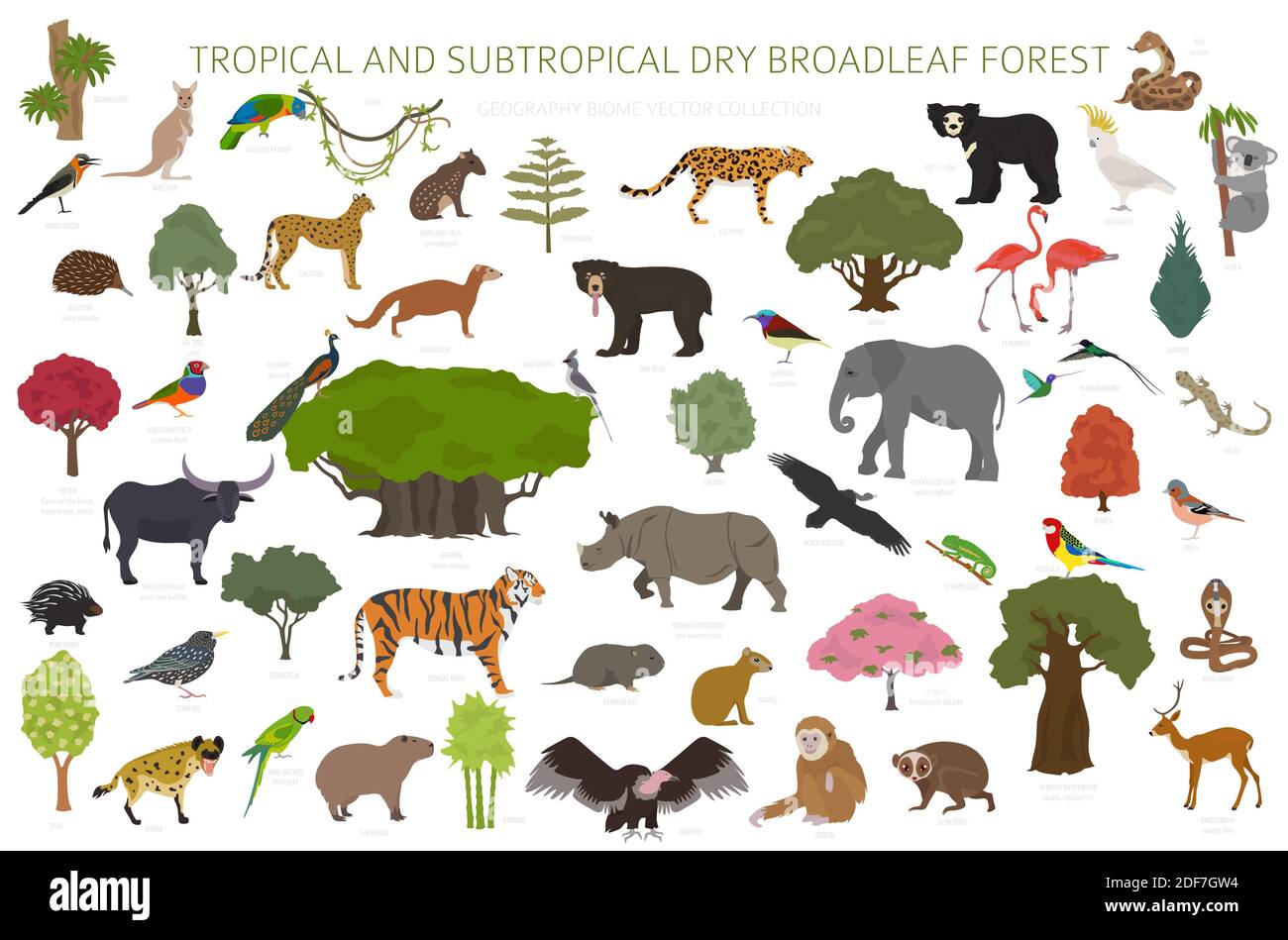 Biome forestier tropical et subtropical à feuilles larges, infographie sur la région naturelle. Forêts saisonnières. Ensemble de conception d'écosystème animaux, oiseaux et végétations Illustration de Vecteur