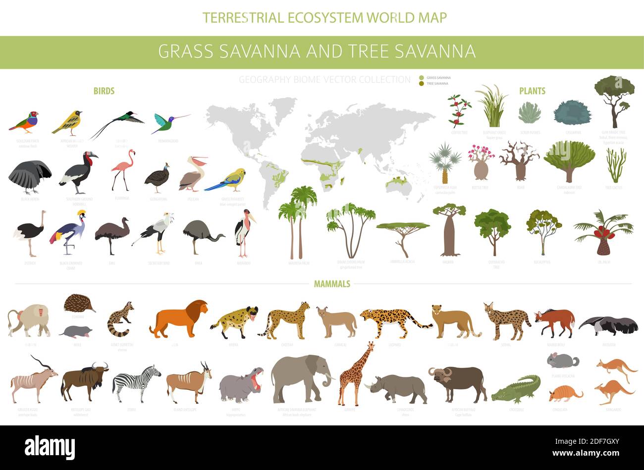Biome savane d'arbres et savane d'herbes, infographie sur la région naturelle. Savane des bois et des prairies, prarie, pampa. Animaux, oiseaux et végétations ecozy Illustration de Vecteur