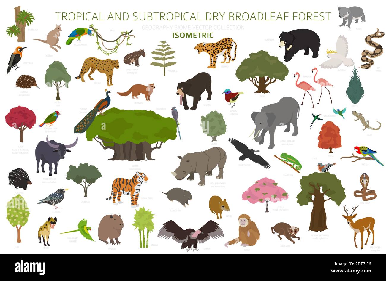 Biome forestier tropical et subtropical à feuilles larges, infographie sur la région naturelle. Forêts saisonnières. Écosystème des animaux, des oiseaux et des végétations isométrique Illustration de Vecteur