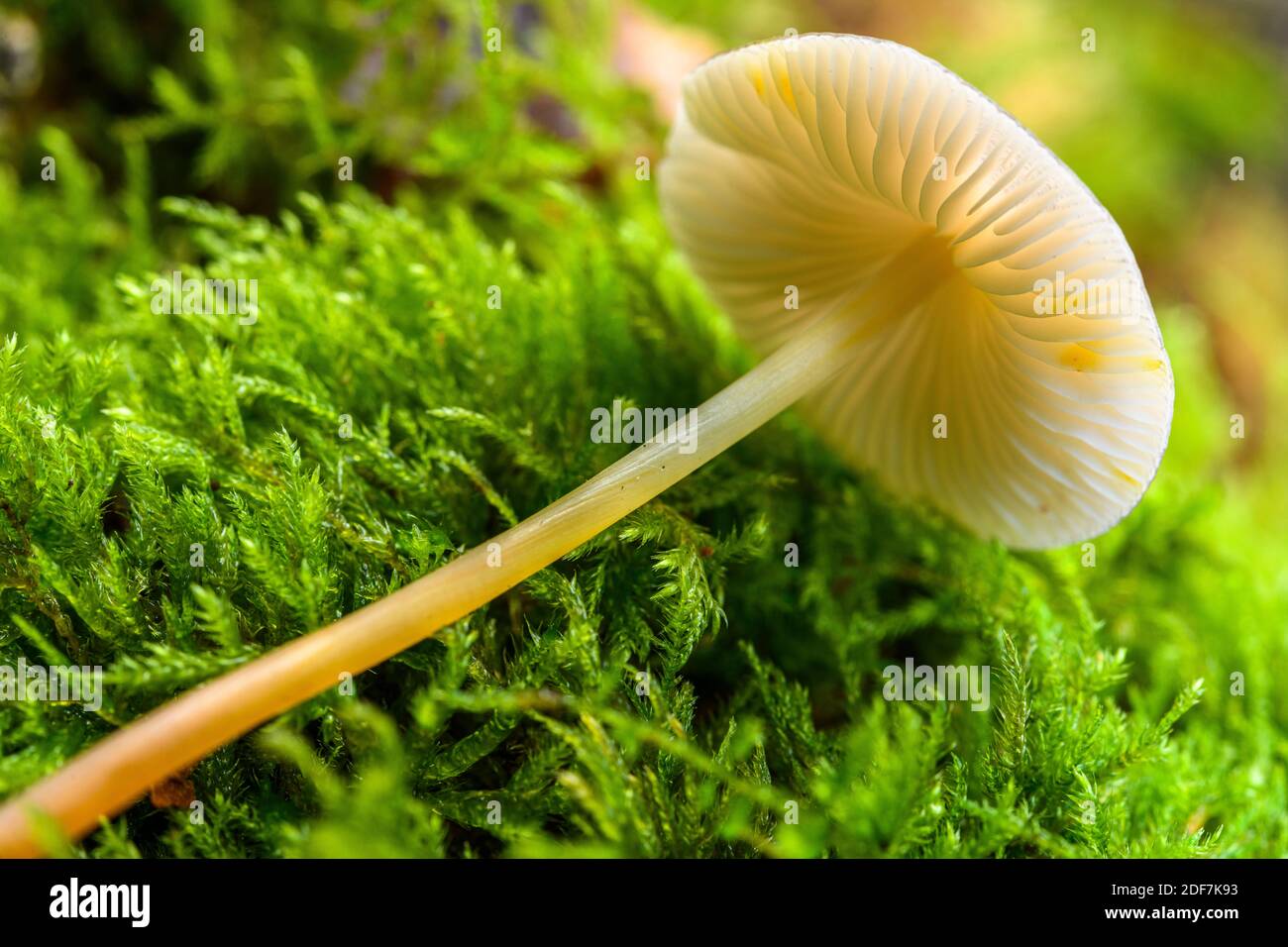 France, somme (80), Cr?cy-en-Ponthieu, Cr?cy forêt, Mushroom, Mycena crocata Banque D'Images