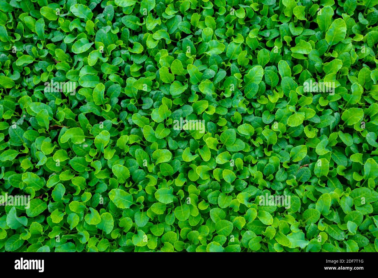 Des feuilles vertes fraîches couvraient le fond de la terre. Fond de lit de petites plantes. Banque D'Images