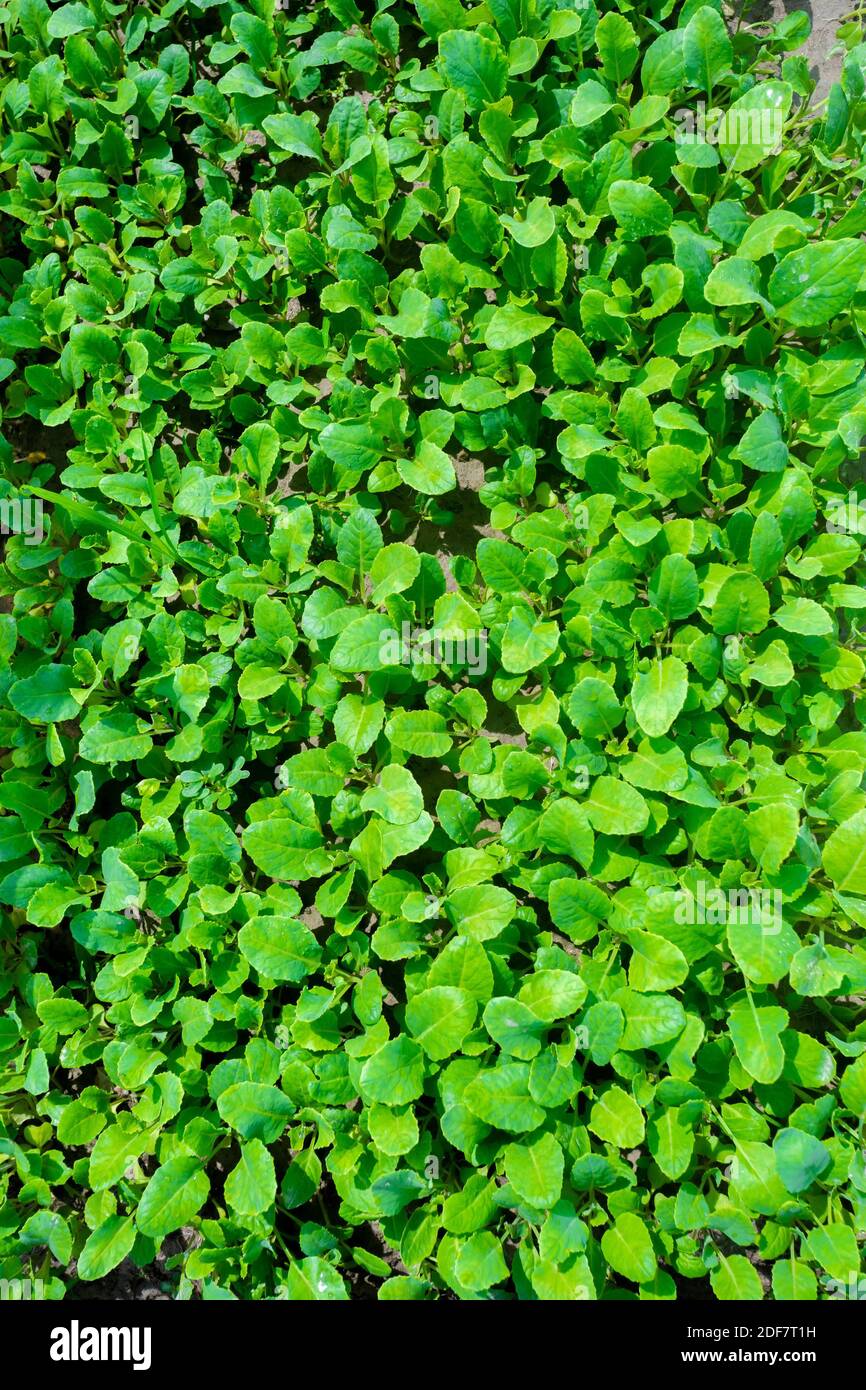 Des feuilles vertes fraîches couvraient le fond de la terre. Fond de lit de petites plantes. Banque D'Images