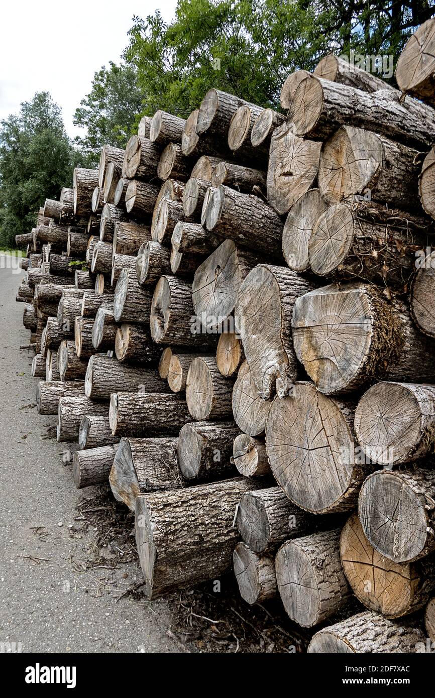 Des piles de bois au bord de la route sont convient à l'industrie du mobilier ou à la vente comme bois de chauffage Banque D'Images