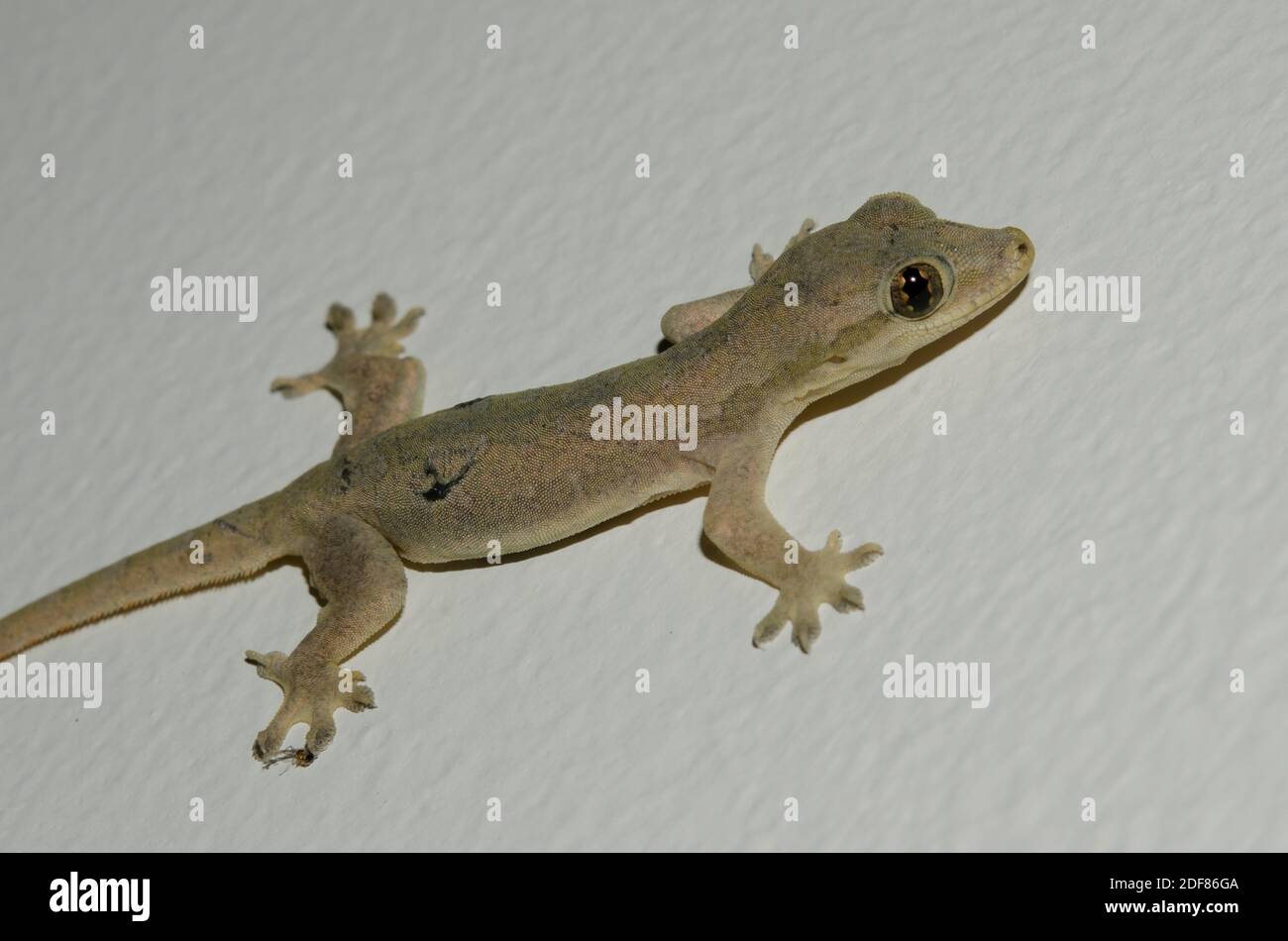 maison-a-queue-plate-gecko-hemidactylus-platyurus-klungkung-bali-indonesie-2df86ga.jpg