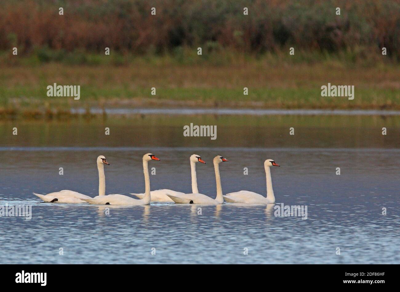 Mute Swan (Cygnus olor) cinq nageant sur le lac Alakol, Kazakhstan Juin Banque D'Images