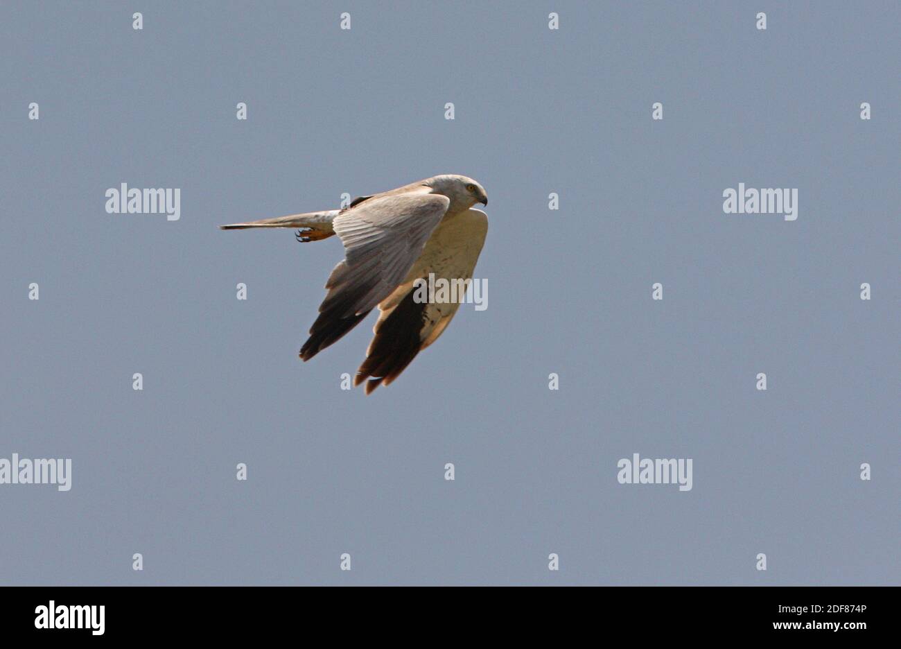 Pallid Harrier (Circus macrourus) homme en vol dans la province d'Akmola, Kazakhstan Juin Banque D'Images