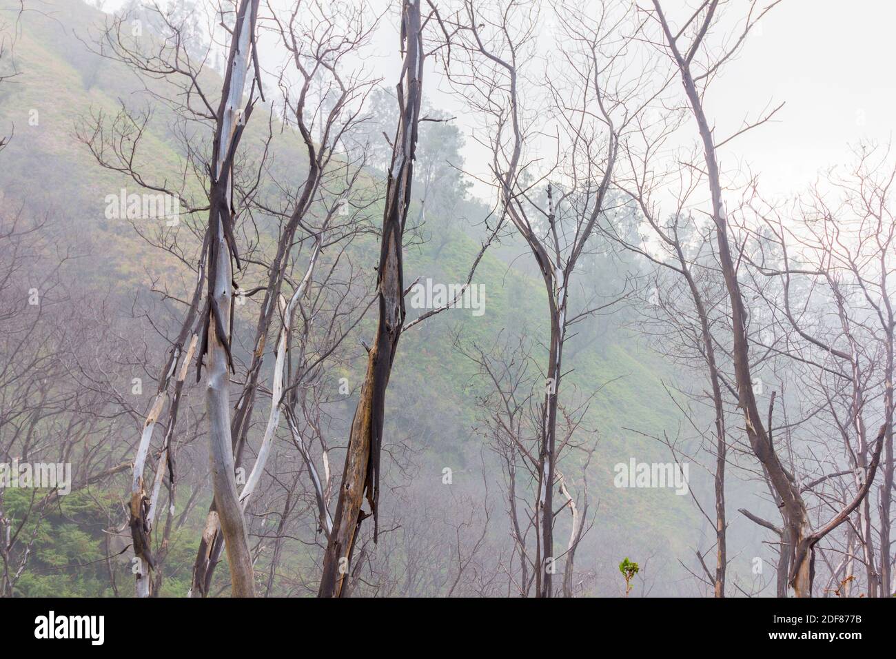 Arbres sans feuilles dans les hautes alevatiins de Gunung Ijen à Banuwangi, Indonésie Banque D'Images