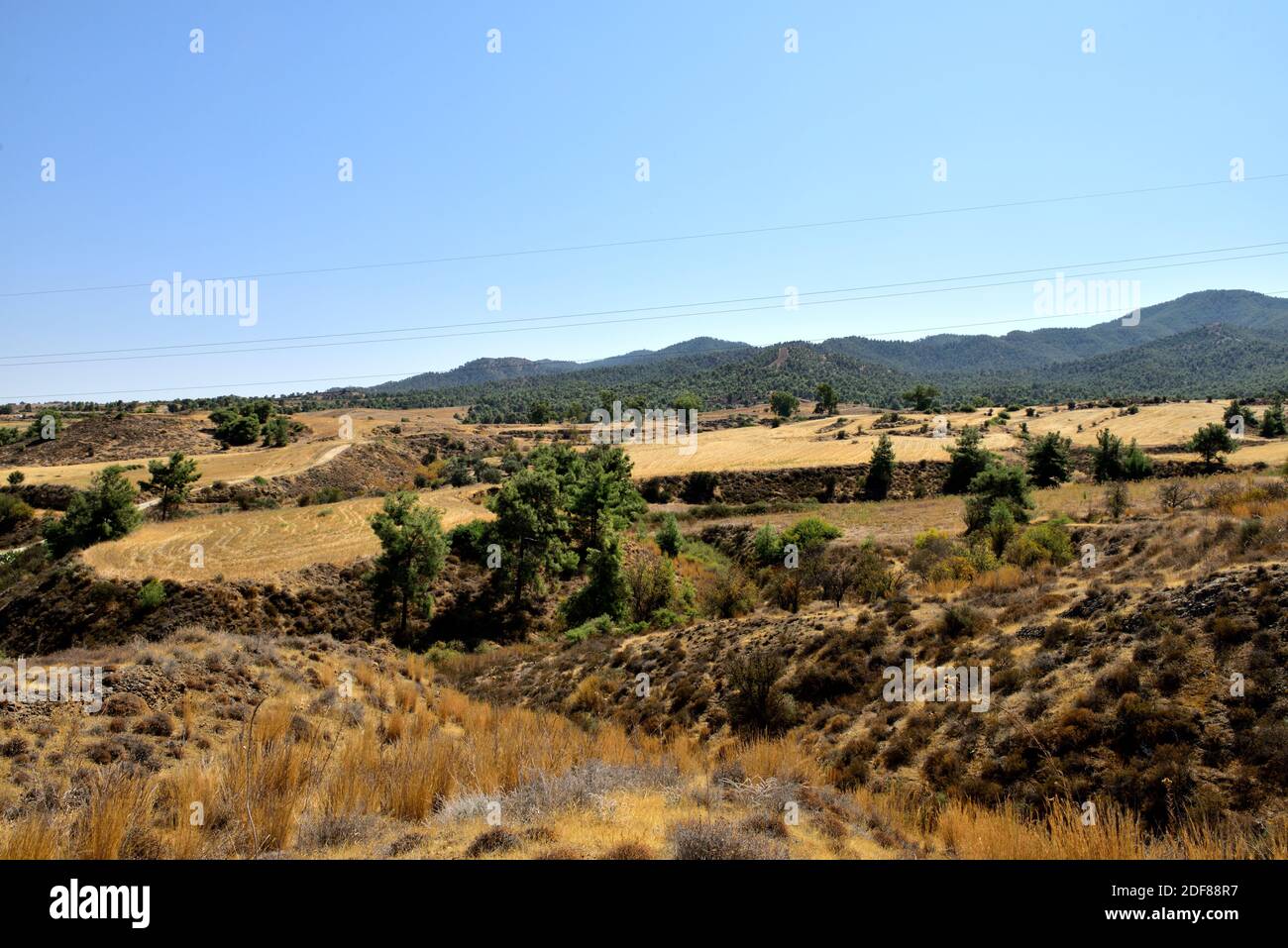 Campagne avec arbres et buissons dans un paysage brun et sec dans le sud rural de Chypre Banque D'Images