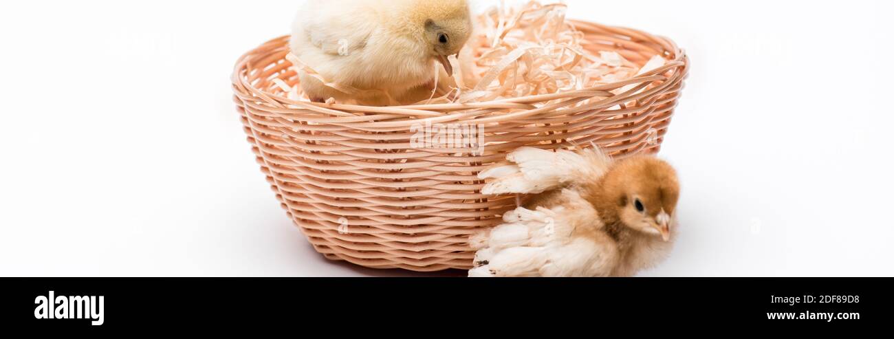 mignons petits poussins en nid sur fond blanc, bannière Banque D'Images