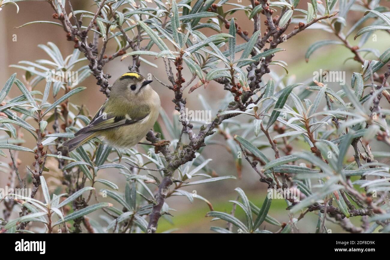 Goldcrest après son arrivée de Scandinavie à sursaut, le plus petit oiseau de Grande-Bretagne Banque D'Images