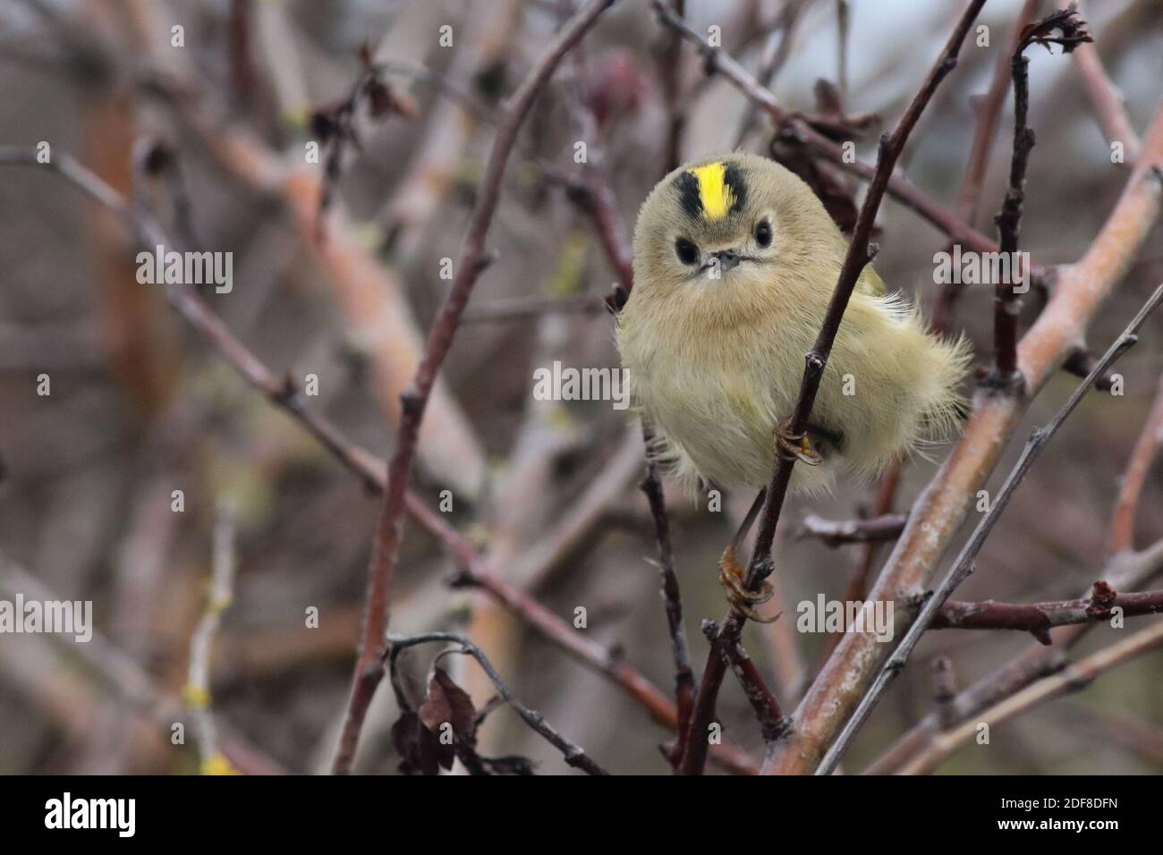 Goldcrest après son arrivée de Scandinavie à sursaut, le plus petit oiseau de Grande-Bretagne Banque D'Images