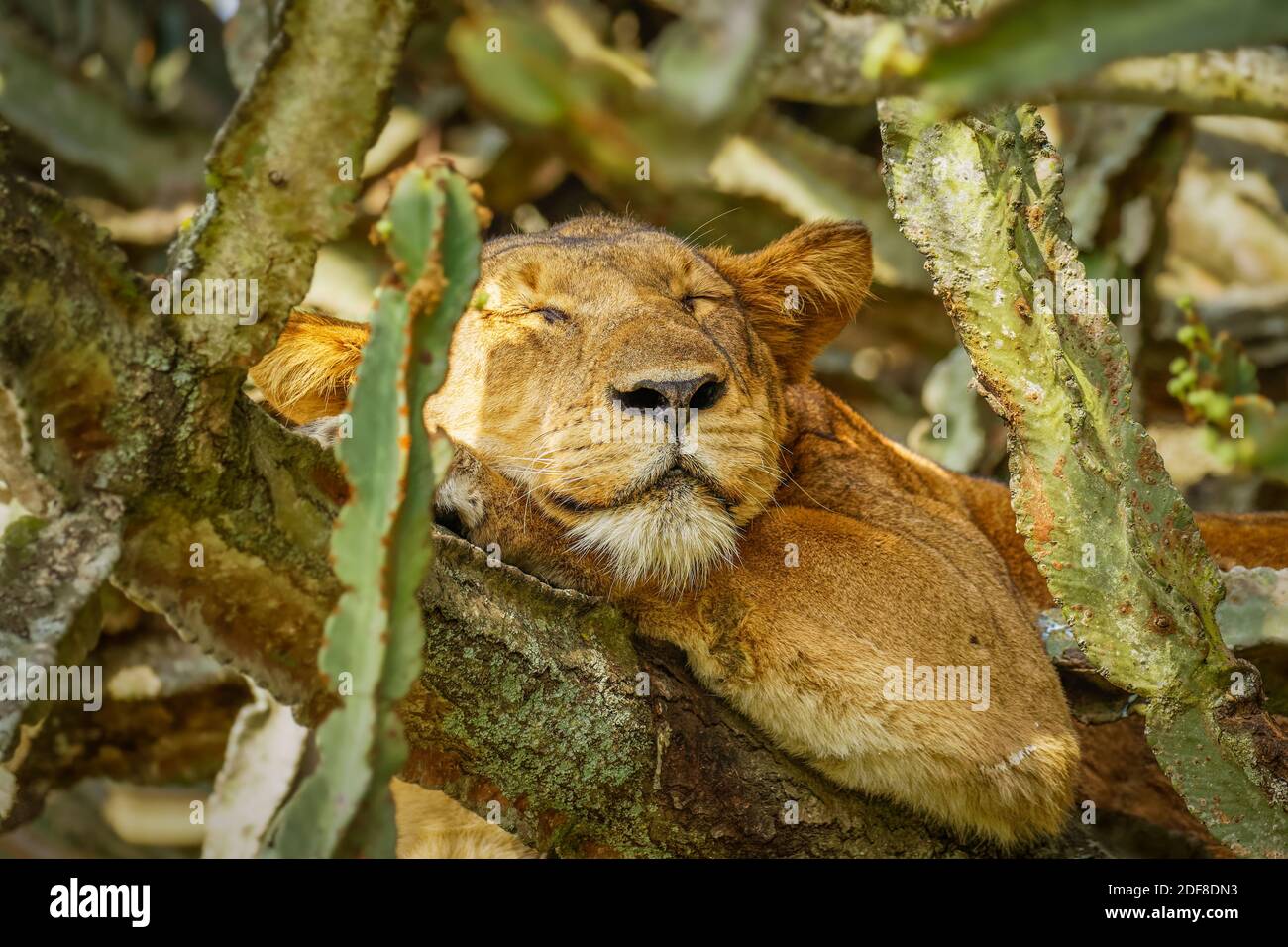 Lion grimpant à Ishasha, parc national de la Reine Elizabeth, Ouganda. Banque D'Images