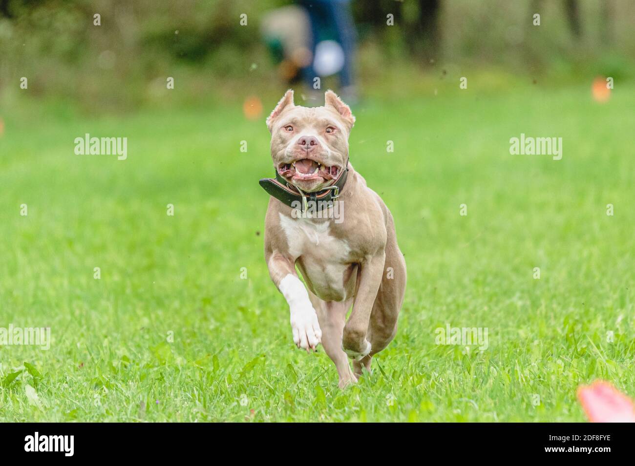 American Pit Bull Terrier tournant sur le terrain Banque D'Images