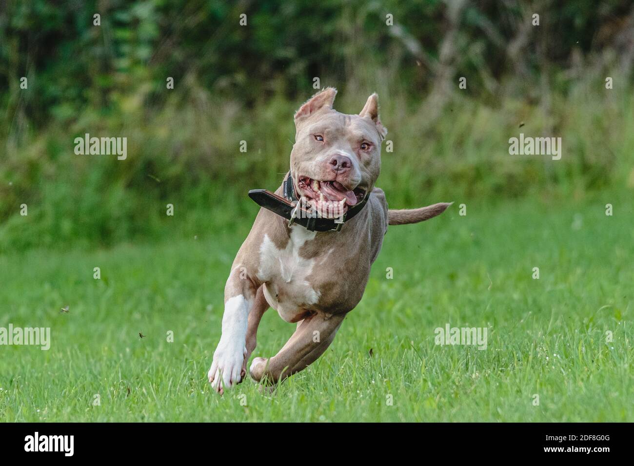 American Pit Bull Terrier tournant sur le terrain Banque D'Images