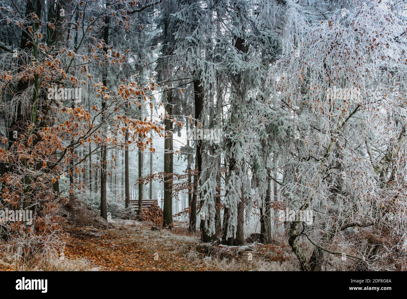 Première neige fraîche en décembre. Magnifiques arbres enneigés. Froid jour d'hiver dans la campagne. Chemin forestier avec arbres gelés. Noël paysage de vacances.blanc Banque D'Images