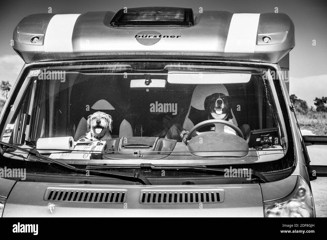 Chiens dans la voiture de camping, France, Provence, Europe. Banque D'Images