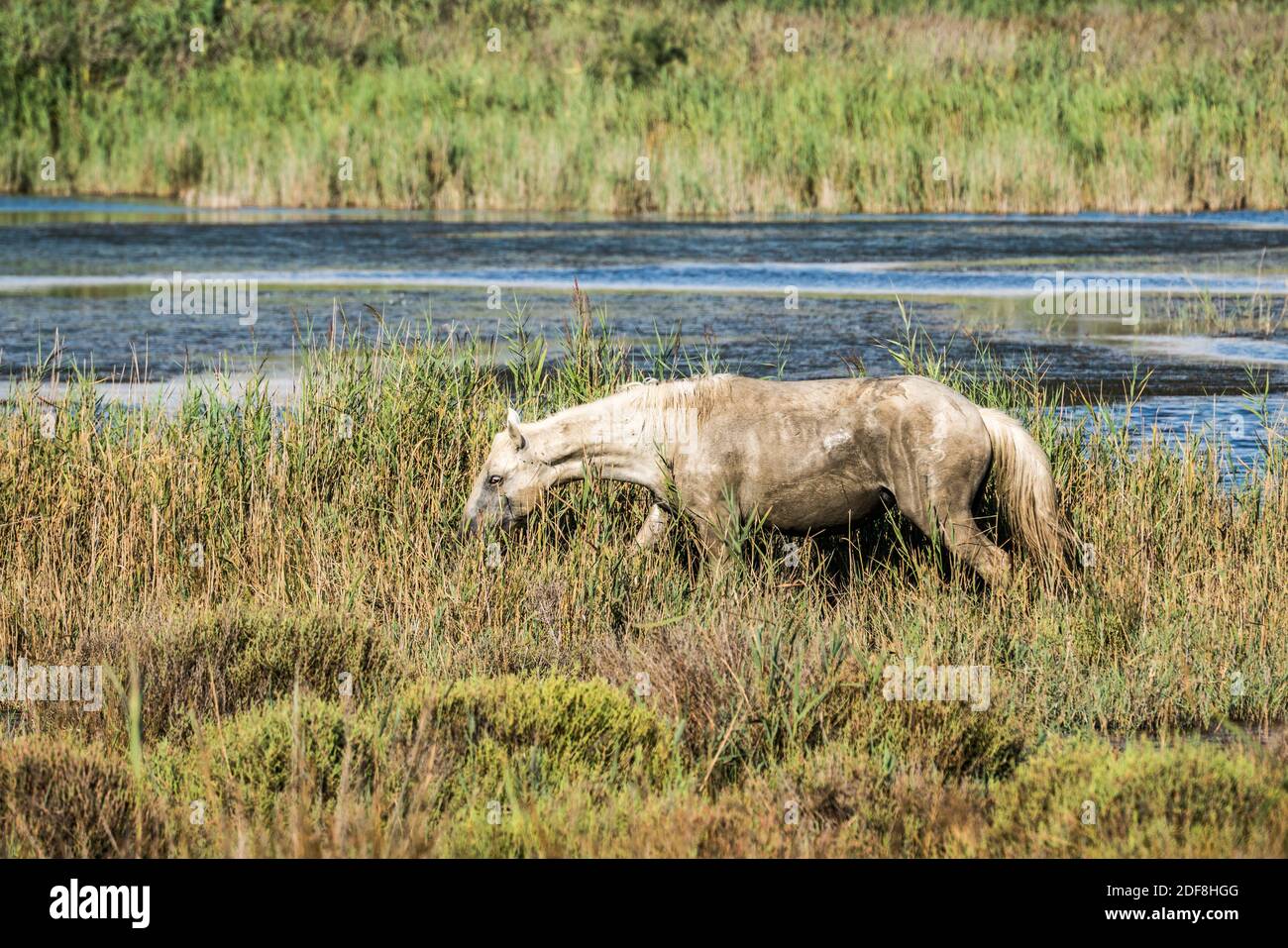 Chevaux sauvages en Camargue, France, Europe. Banque D'Images