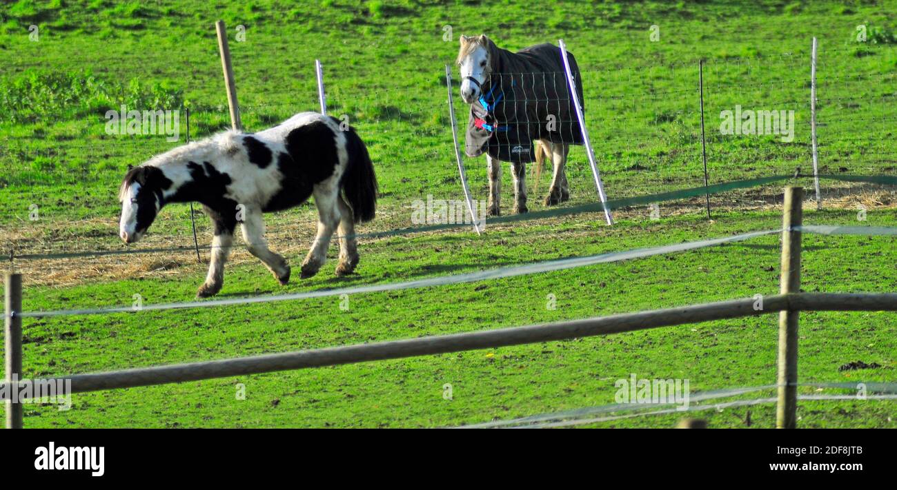 Chevaux paître dans le champ. Chevaux se nourrissant en Angleterre rurale. Chevaux noirs et blancs dans un paysage magnifique. Groupe d'animaux domestiques dans un pré. Banque D'Images