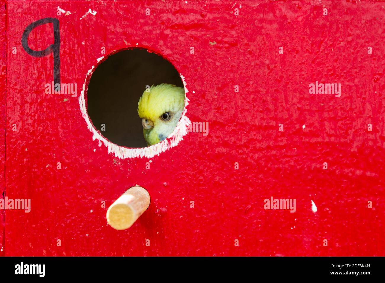 un petit bourgeon sort du trou numéro 9 dans une maison d'oiseau rouge Banque D'Images