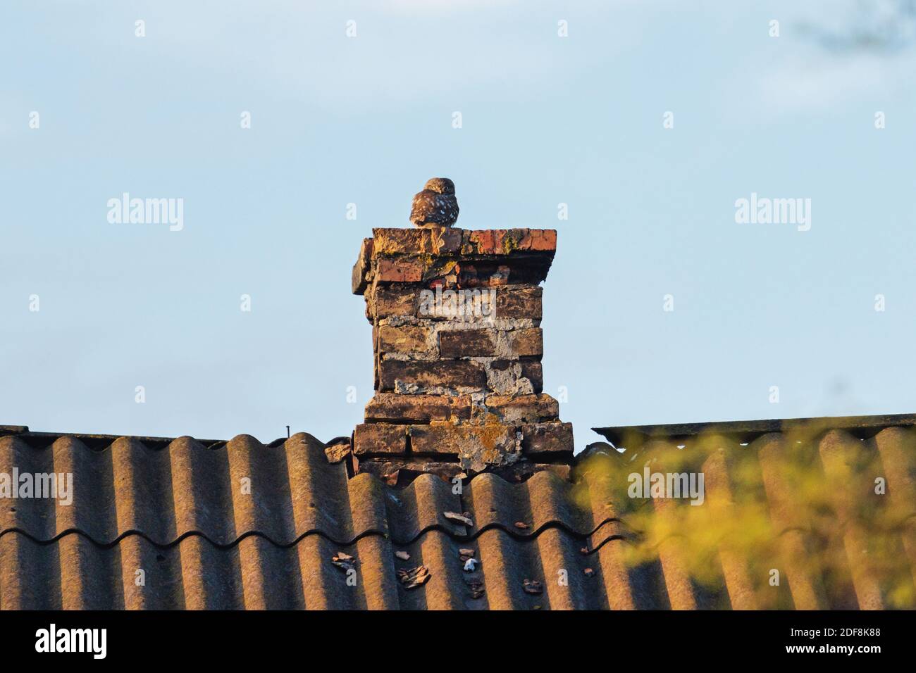le petit hibou est assis sur la cheminée au soleil du soir Banque D'Images