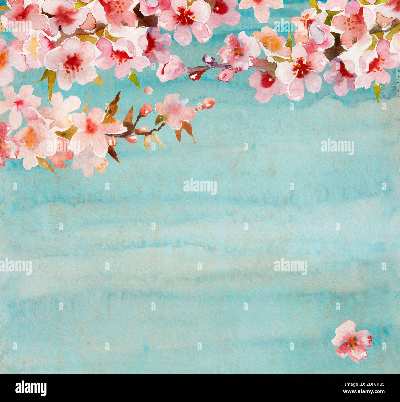 Rameaux d'abricot ou de sakura fleuris avec fleurs, feuilles et bourgeons sur fond de grunge bleu ou turquoise. Illustration d'origine à main levée p Banque D'Images