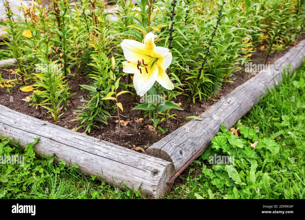 Belle grande fleur de lilia, gros plan. Fleur Lilly blanc jaune fleur Banque D'Images